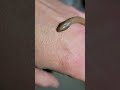 A Sloppy, ADD fueled, Critter Highlight! The Rubber Boa! | Ultra Rare Snake! 🐍