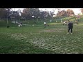 Shiba inu playing with kids at the park