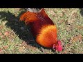 The Best Homestead Free Range Chickens? Hybrid Game/Jungle Fowl
