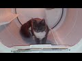 Monty the Cat Exploring in a Dryer