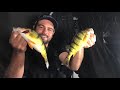 Lake Simcoe TANKERSHIP Perch - First ICE!