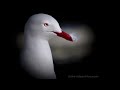 Silver Gulls Nature Photography