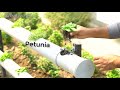 Amazing Gardening idea with PVC pipes  DIY