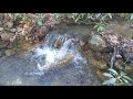 90 seconds of Waterfall Sounds- West Virginia Trout Pond