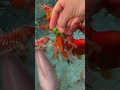Feeding Frozen Peas To Goldfish?
