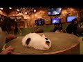 Tokyo's Fanciest Cat Cafe | Kanai even Tokyo 猫カフェ