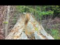 Cute Squirrel on The Log