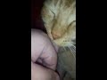 Purring kitty