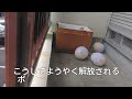 もうウサギの体力に、飼い主はついて行けません(笑)。【ミニウサギ生活#185】