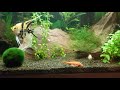 How to do a WATER CHANGE : Doing WATER CHANGES in the PLANTED TANK. What TO DO and what NOT to do