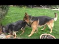 Beautiful pair of German Shepherds Roy and Bona. We are waiting for a new litter. Odessa.