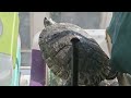 All the turtles in one video 🐢💚(70 subs special, also read the description pls👍)
