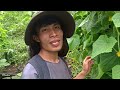 Jhum Cultivation in Nagaland Tradition #mrbokaofficial#nagamesevlog