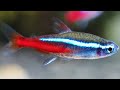 Thinking Of Getting Neon Tetras? Watch This Video! (Neon Tetra Care Tips)