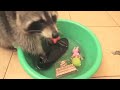 TOP 5 best video from raccoons . funny raccoon.