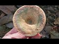 Matsutake Foraging and Habitat- and other mushroom ID