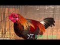 Laos Red Jungle Fowl Hybrids | Qaib Qus Txuam Tsoov