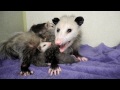 Mother Opossum and Babies 2