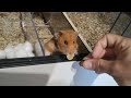 4 rooms labyrinth house from plexiglass for my goldhamster | DIY