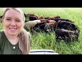 Ultra High Density Grazing Cover Crops - April 19, 2024