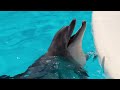 Дельфинотерапия 🐬  Исцеляющие звуки дельфинов | Dolphins sounds and noises |  Дельфин 🐬