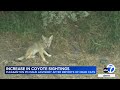 East Bay pet owners warned after report of deadly coyote attacks