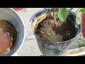 Organic fertilizer for lemon plant | Home garden
