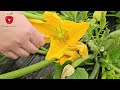 Why do zucchini flowers die and there are no fruits? The solution is simple!
