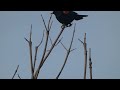 Red-winged Blackbird Perched: Canadian Songbirds