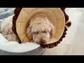 One year with our mini goldendoodle // Through the Months // f1b mini goldendoodle