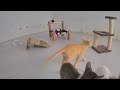 Cute and funny animals video compilation ❤️❤️ Funniest Catss 2024 🤣🐈