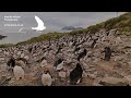 Macaroni penguins incubating