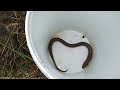Top 6 amazing and interesting videos on how to trap eels, crabs and fish, full of fun part 1