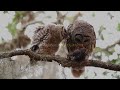 Barred Owl Feeding