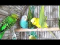 3 Hr Happy Parakeets Singing Eating Playing, Budgies Chirping. Reduce Stress of lonely Birds Videos