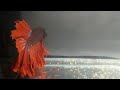 Betta Rosetail