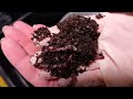 Red wigglers Vs Indian blue worms | Breeding compost worms
