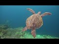 The Ocean 4K - Scenic Wildlife Film With Calming Music