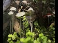 Time-lapse of mushrooms growing in a vivarium