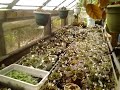 mini Sinningia greenhouse tour 5-15-2016 pt.2