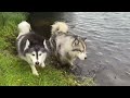 Adorable Little Girl Takes Her Dogs For Walkies! (Cutest Ever!!)