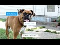 How to Train a Boxer Dog - (Obedience, Potty & Crate Training)