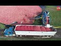 US Farmers Harvested 791 Million Pounds Of Cranberries This Way - Processing Factory