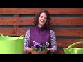 How to Care for Pansies in Pots