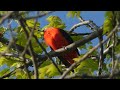 Scarlet Tanager Male Perched in Treetops: Canadian Songbirds