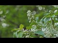 Beautiful Relaxing Music - Chill Out Music - Relax, Sleep, Meditation, Study , Soothing relaxation