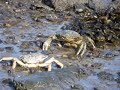 Krabbenkampf ums Weibchen. Teil 1