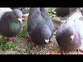 Pigeon Chaos