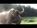 The Elephant Sanctuary | Remembering Shirley