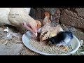 Our White Aseel Hen Laid Eggs, Became Broody and Hatching Eggs to Aseel Chicks | Unique Pets World